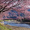 【河津桜】一足早い春を満喫できる「河津桜まつり」の見どころを紹介