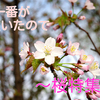 【桜特集】春一番が吹いたので、春限定の桜のお酒あれこれをご紹介