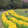 菜の花サイクリング　桜はまだまだ