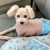 犬　トリミング　と、新たな点眼薬追加