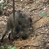 【狩猟】ついにイノシシが獲れました🐗