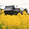 思いがけない幸せの色
