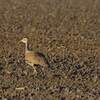 オーストラリアオオノガン(Australian Bustard)