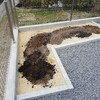 思わぬ収穫　金柑で果実酒づくり