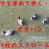 「年老いた動物が一匹エサを求めてふらつきながら歩いてます」