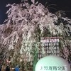 95. 上野の夜桜