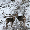 2月11日　親子のシカ