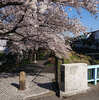 立川残堀川の桜【日野市で腰痛・肩こり　ヒロみなみ整骨院】