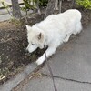 夏日並みの暑さ