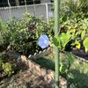 小さなヘブンリーブルーが咲いた