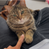 あんころもちの甘えん坊モード1