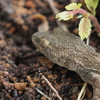 ヤモリとトカゲやカナヘビは何が違う？身近な爬虫類の違いを紹介