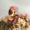 セファロタス成長記録=2026/4月4日 #食虫植物 #セファロタス #icos #著作権無料 #BGM