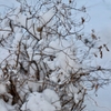 雪の中の植物たち