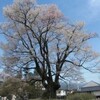 飯田長姫城の「安富桜」