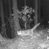 キツネの姿を確認!　トレイルカメラに写っていました