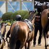 【ヴィクトリアマイル(G1)2019】5歳アエロリットは休養明けだが地元・関東圏での競馬は抜群の安定感を誇る