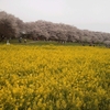 幸手　権現堂桜堤