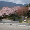 箱根彫刻の森美術館の桜