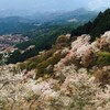 吉野の桜