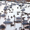 【千葉県】冬になると1000羽の白鳥たちがやってくる　印西市　白鳥の郷に行く（2025年）