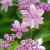 長居公園植物園あじさいウィーク