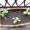 青しそとオクラの植え替え