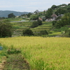 小豆島中山地区にある「千枚田」とよばれる棚田で稲刈りがはじまりました！！