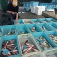 卸売市場関連
