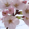 最近撮った散歩写真から桜だけ集めてみた