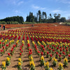 東京ドイツ村