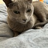 穏やかな一日(であってほしい願望)