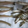 今年の瀬戸内海は何かおかしい？？　太刀魚が全く釣れない・・・