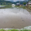 第一通年湛水、仕上げ、、、　普通の田植え・・・。（TT)