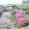 ２０２５ 桜を見る ～ 郡山城跡・天理