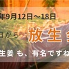 9/12今日から箱崎宮放生会❣️