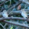 いつもの野鳥です(^_-)-☆