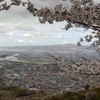 最初ヶ峰　桜