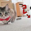 猫のこのポーズは何をして欲しいの？