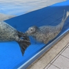 アクアスの魚・生き物たちシリーズ ㉕ ：島根県浜田市・江津市