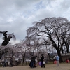 ようやく桜が咲きました！