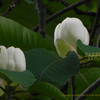 HANAHIRAU②、Flowers of Magnolia obovata thunb