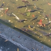金魚とウキクサ 青水が消えた池 