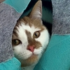 テンションあがらん