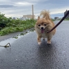 雨がちな8月