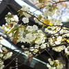 白峯神社の鬱金桜