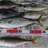 海で釣った魚を刺し身で食べる･･･鮮度を保つ方法（イナダ・メジナ・アジ）