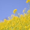 🌸マザー牧場の菜の花畑🐝Nikonのピクチャーコントロールで遊びました😊