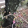 桜と梅の開花状況2017  我が家の樹木定点観察〈京都府南部〉 Blooming status of cherry & ume blossoms at my house garden, Southern part of Kyoto prefecture  Date: Apr. 01, 2017