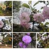 長男の桜・八重桜苗木の花・・